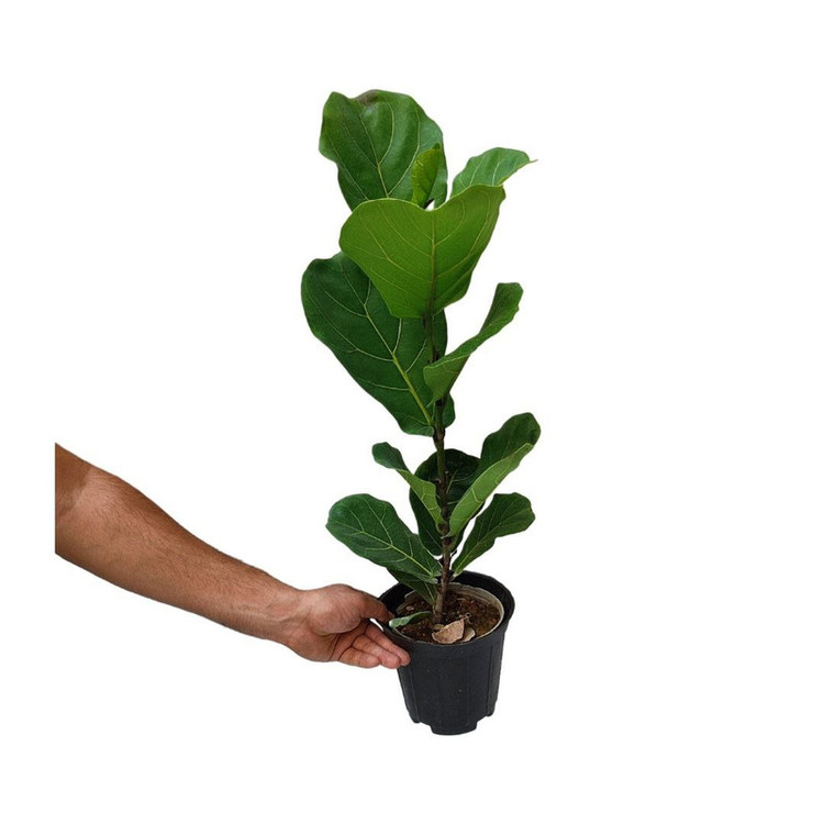 گیاه طبیعی فیکوس لیراتا مدل 03