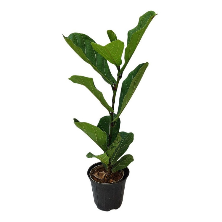 گیاه طبیعی فیکوس لیراتا مدل 03