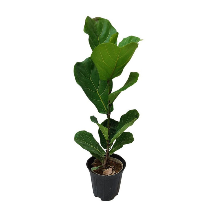 گیاه طبیعی فیکوس لیراتا مدل 03