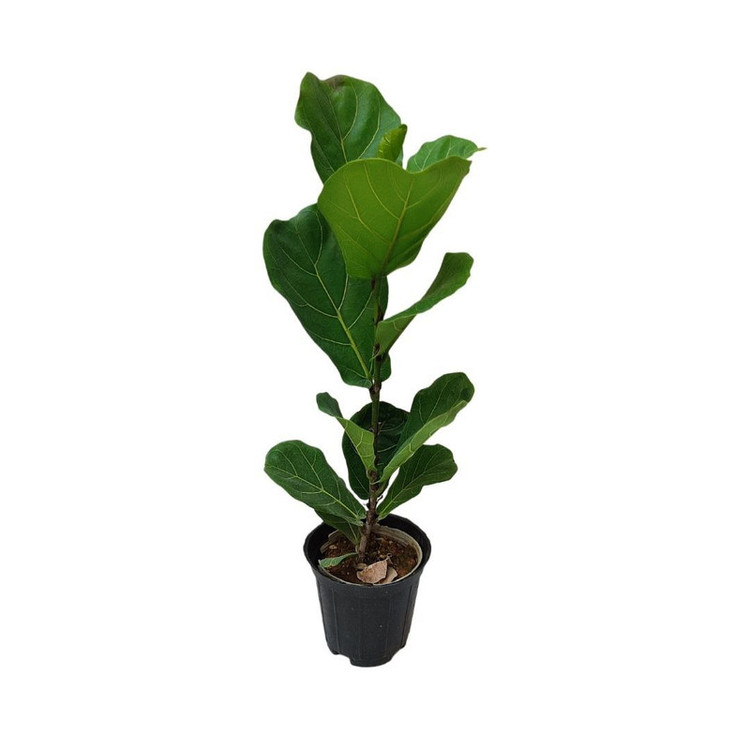 گیاه طبیعی فیکوس لیراتا مدل 03