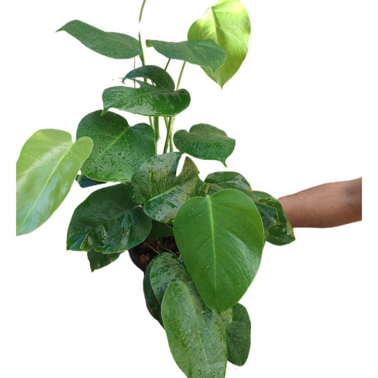 گیاه طبیعی برگ انجیری تخت مدل 0333