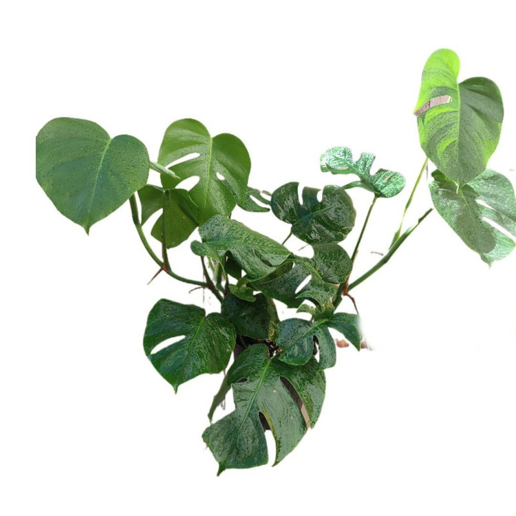 گیاه طبیعی برگ انجیری تخت مدل 0333