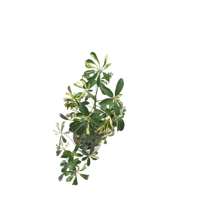 گیاه طبیعی شفرا ابلق کد 33
