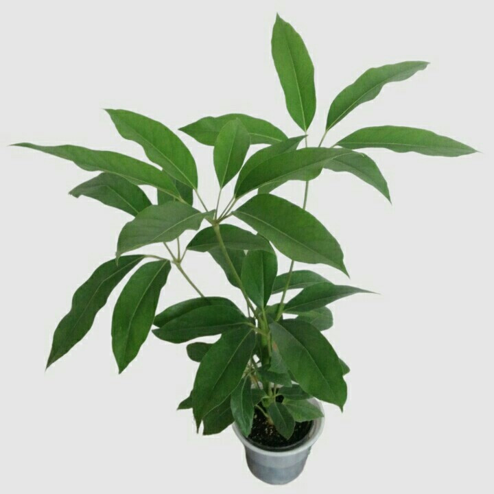 گیاه طبیعی شفلرا آمیت مدل shfa-2