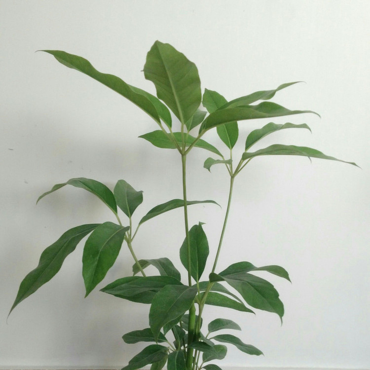 گیاه طبیعی شفلرا آمیت مدل shfa-2