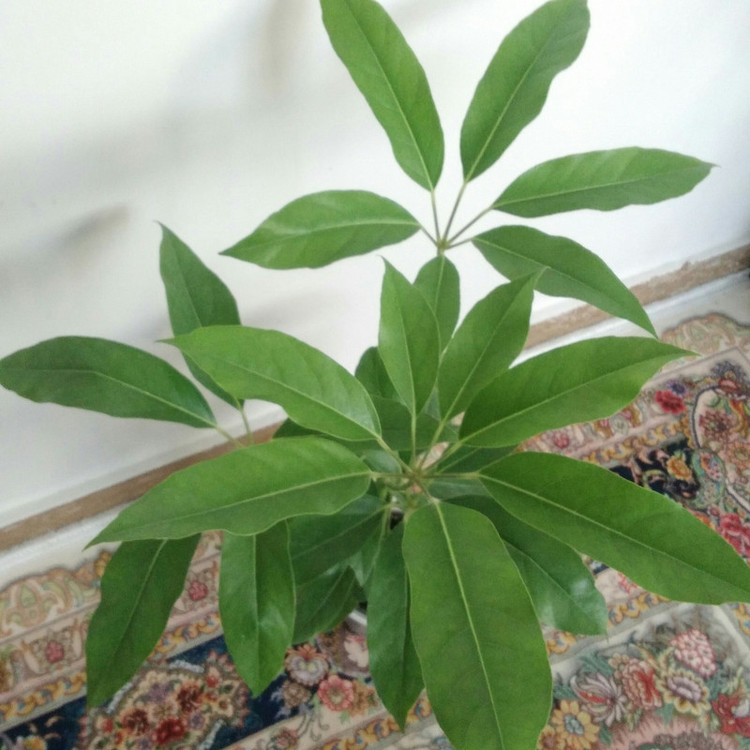 گیاه طبیعی شفلرا آمیت مدل shfa-2