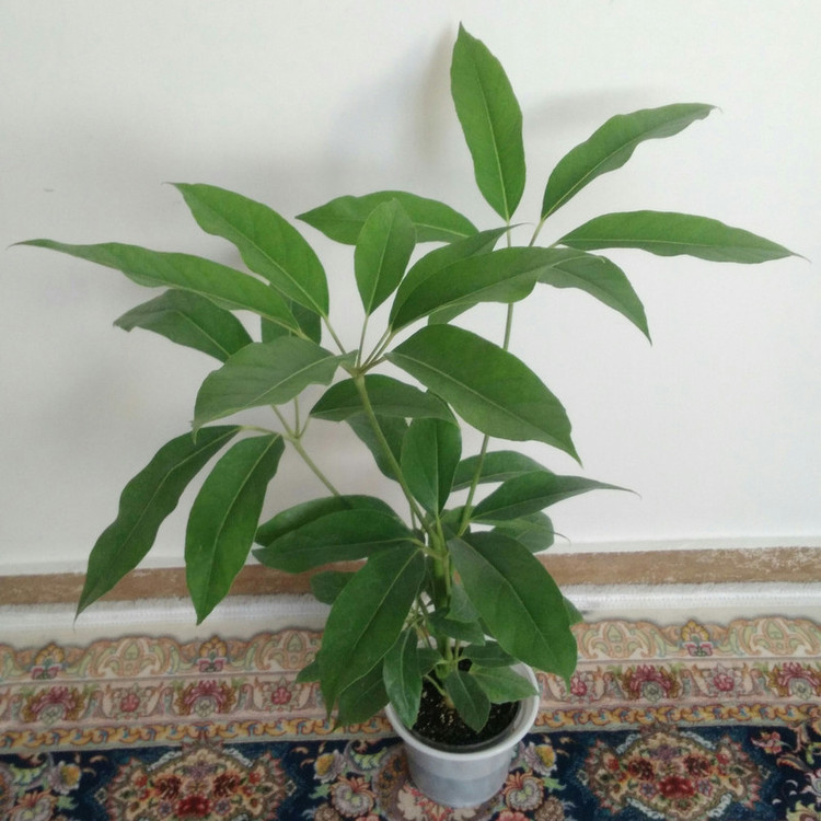 گیاه طبیعی شفلرا آمیت مدل shfa-2