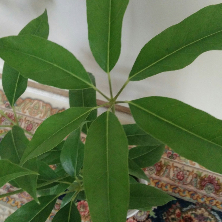 گیاه طبیعی شفلرا آمیت مدل shfa-2