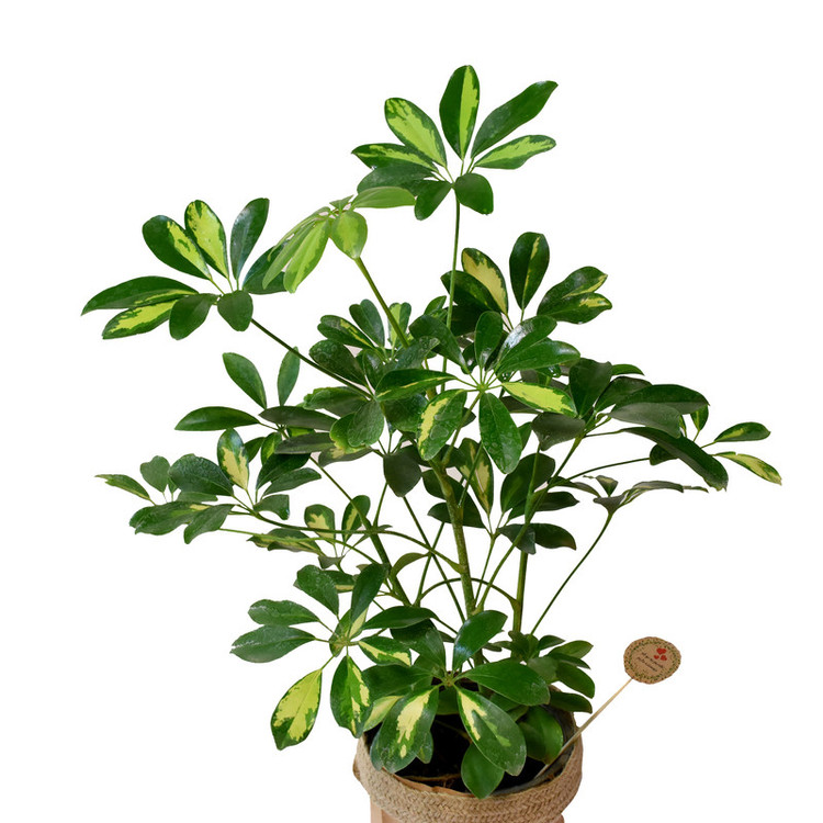 گیاه طبیعی شفلرا کد P.A.017
