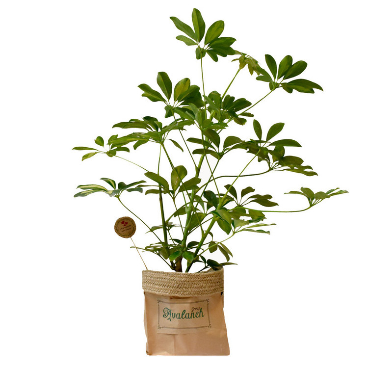 گیاه طبیعی شفلرا کد P.A.017