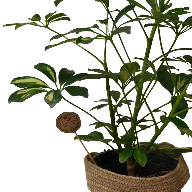گیاه طبیعی شفلرا کد P.A.017