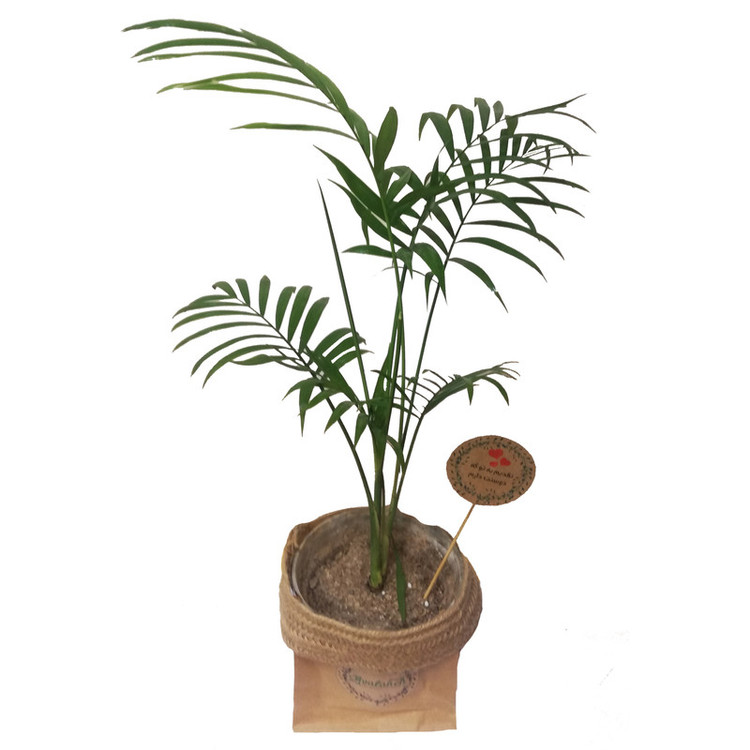 گیاه طبیعی شامادورا کد P.A.013