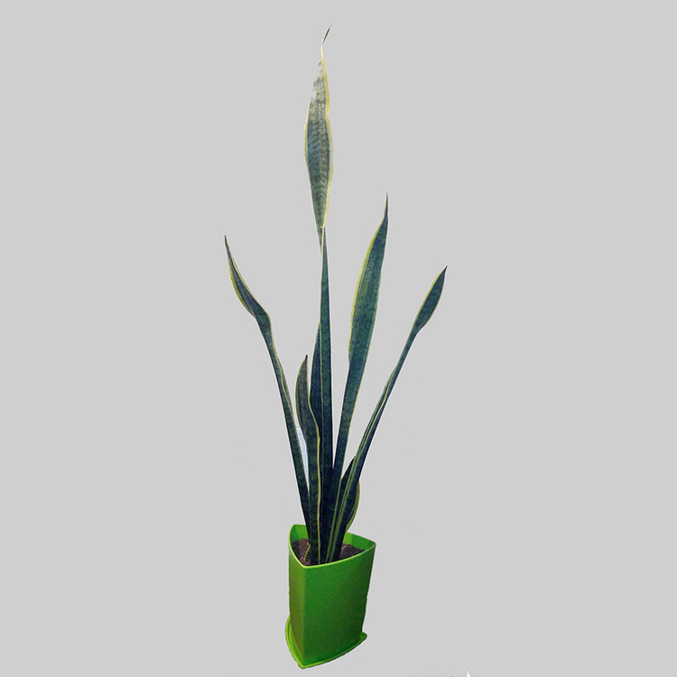 گیاه طبیعی سانسوریا ابلق مدل S-T-2