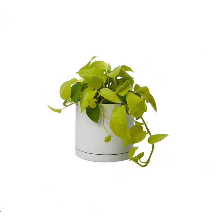 گیاه طبیعی پتوس نئون کد 10432/2202