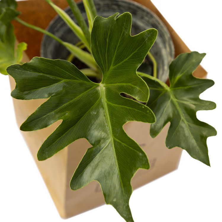 گیاه طبیعی برگ انجیری ملکی گاردن مدل MG010
