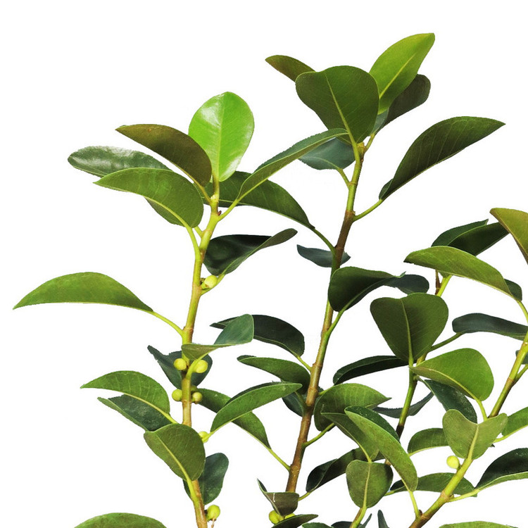 گیاه طبیعی فیکوس جنگلی مدل AS-18-1