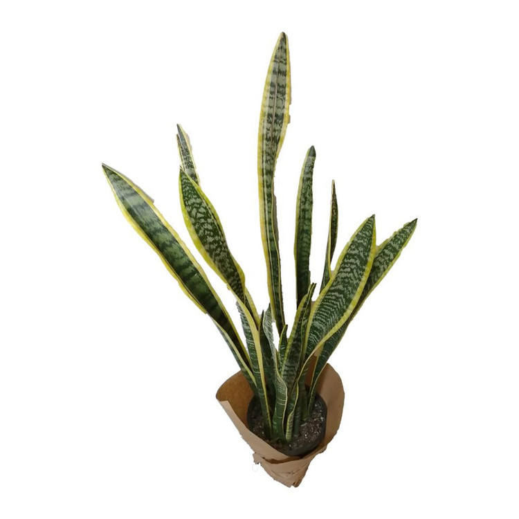 گیاه طبیعی سانسوریا ابلق کد zz01