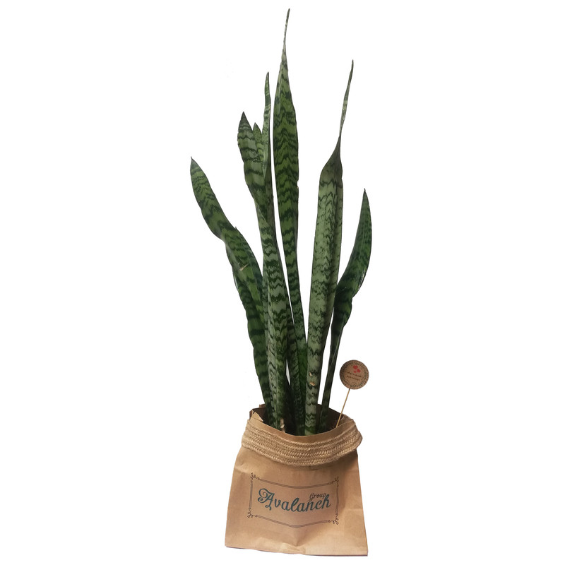 گیاه طبیعی سانسوریا شمشیری کدP.A.011