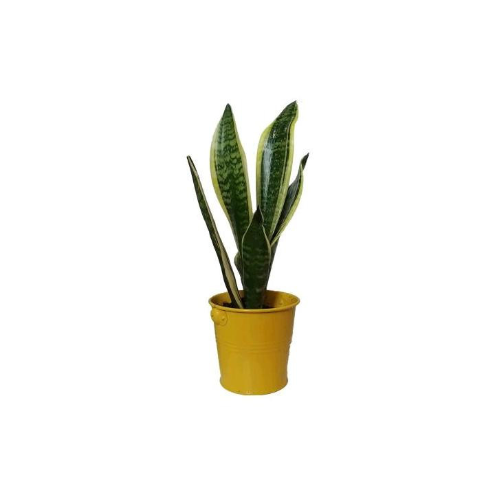 گیاه طبیعی سانسوریا کرواتی ابلق کد pf01