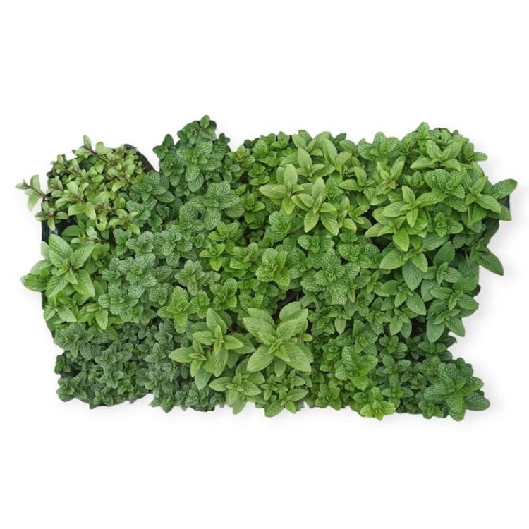 گیاه طبیعی نعناع مدل R41