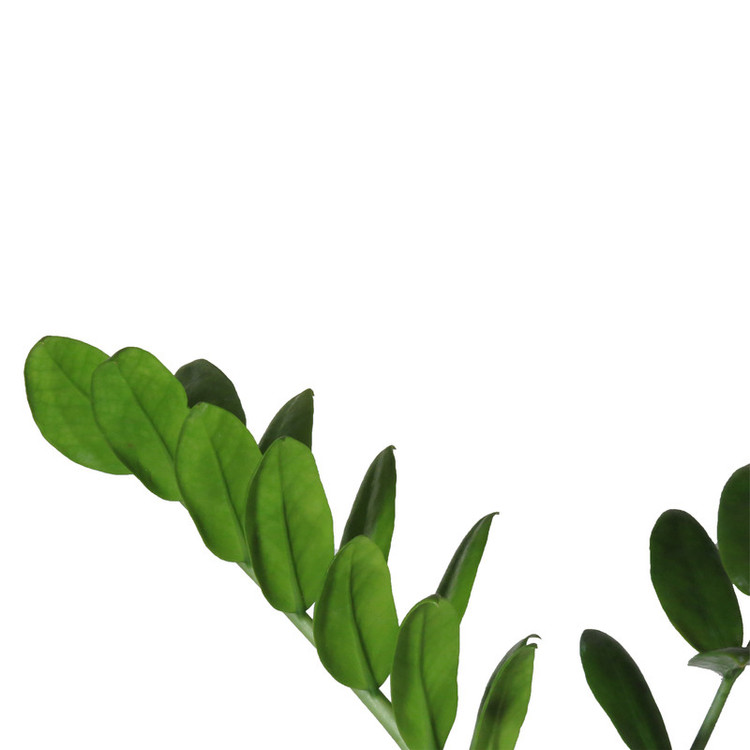 گیاه طبیعی زاموفیلیا کد AS-53