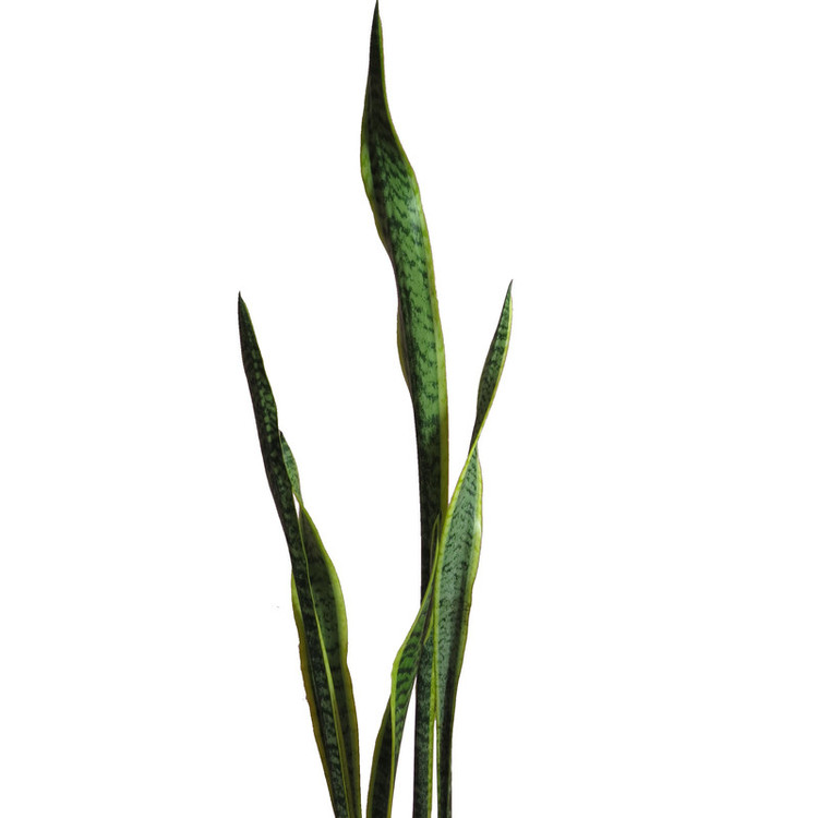 گیاه طبیعی سانسوریا شمشیری کد AS-09