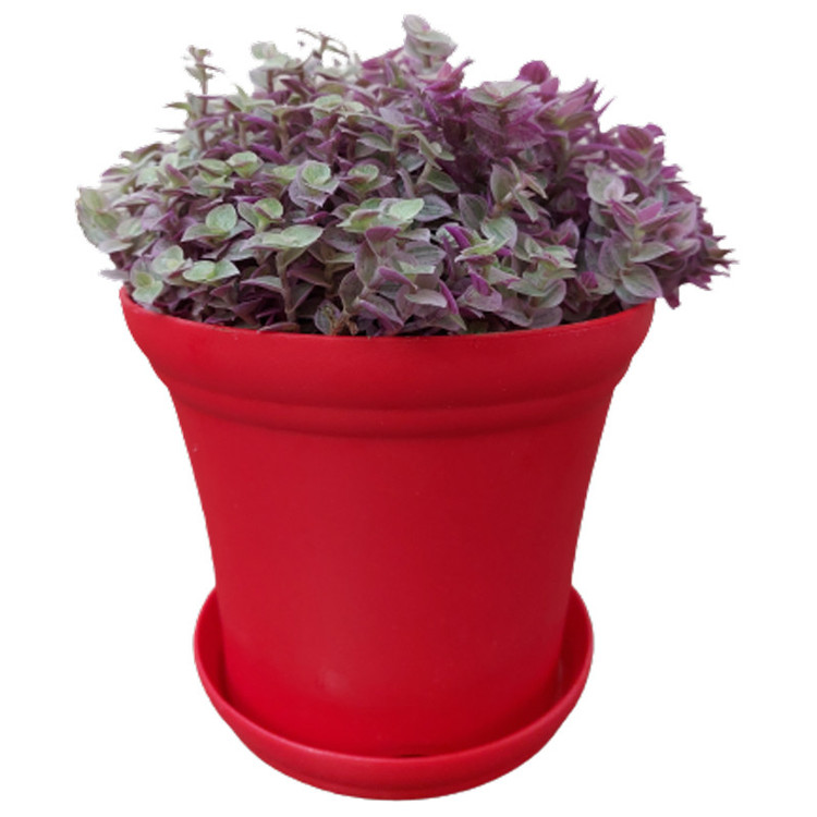 گیاه طبیعی کالیسیا مدل F-34