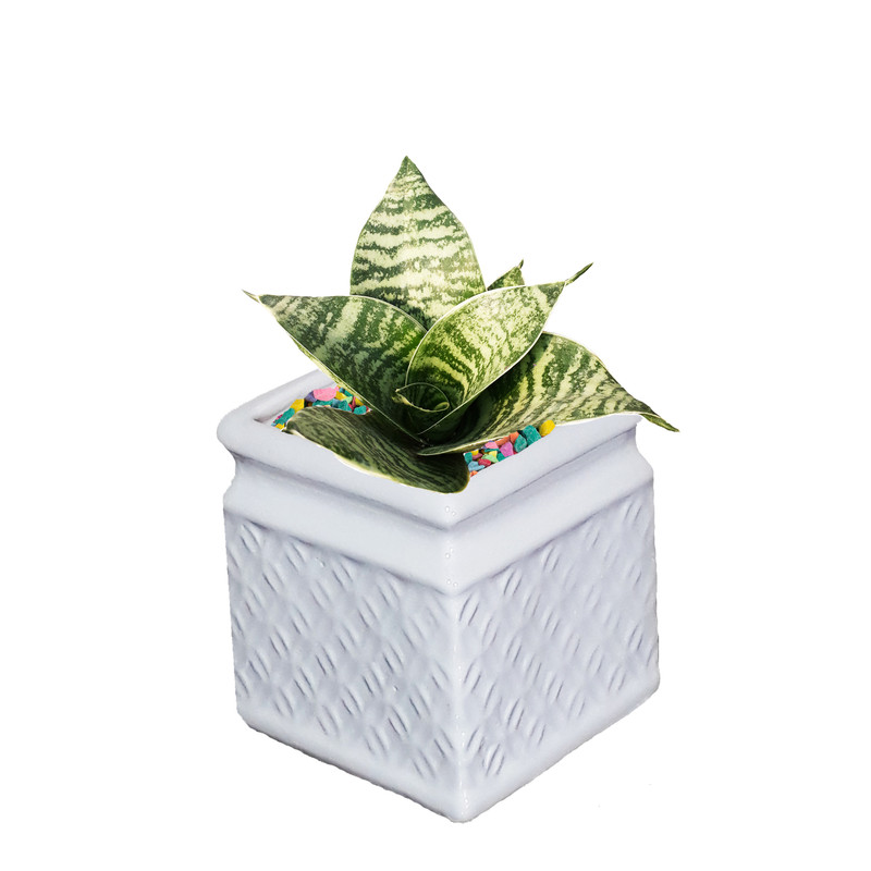 گیاه طبیعی سانسوریا سبز کدAS- 005