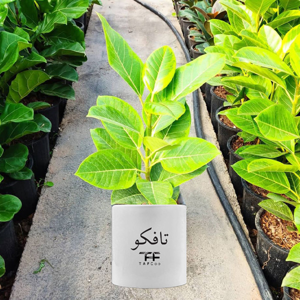 گیاه طبیعی فیکوس آلتیسیما تافکو کد 2x