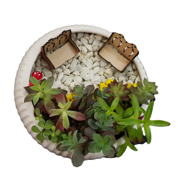 گیاه طبیعی دیش گاردن ساکولنت مدل 127