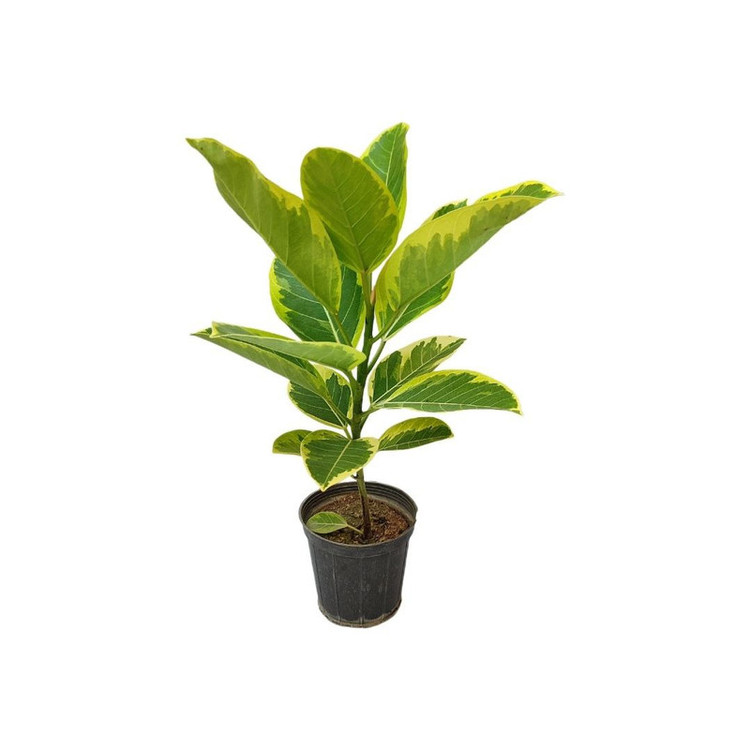 گیاه طبیعی فیکوس آلتیسیما مدل 03