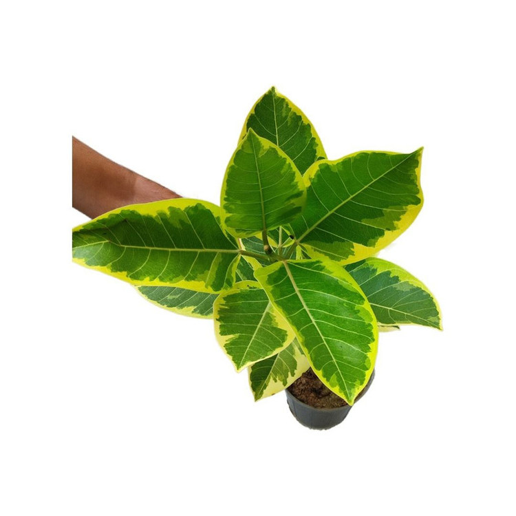 گیاه طبیعی فیکوس آلتیسیما مدل 03