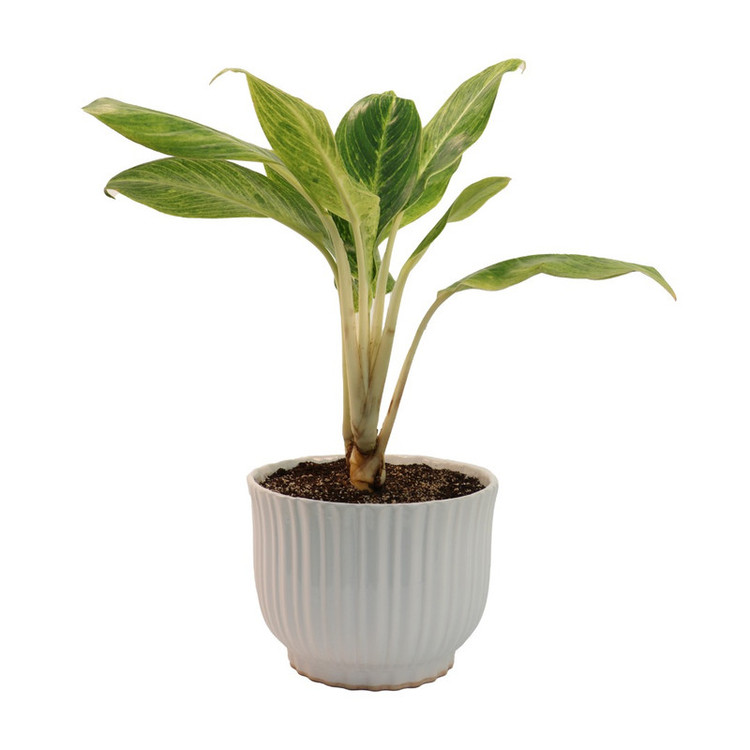 گیاه طبیعی آگلونما کوموتاتوم مدل AG3