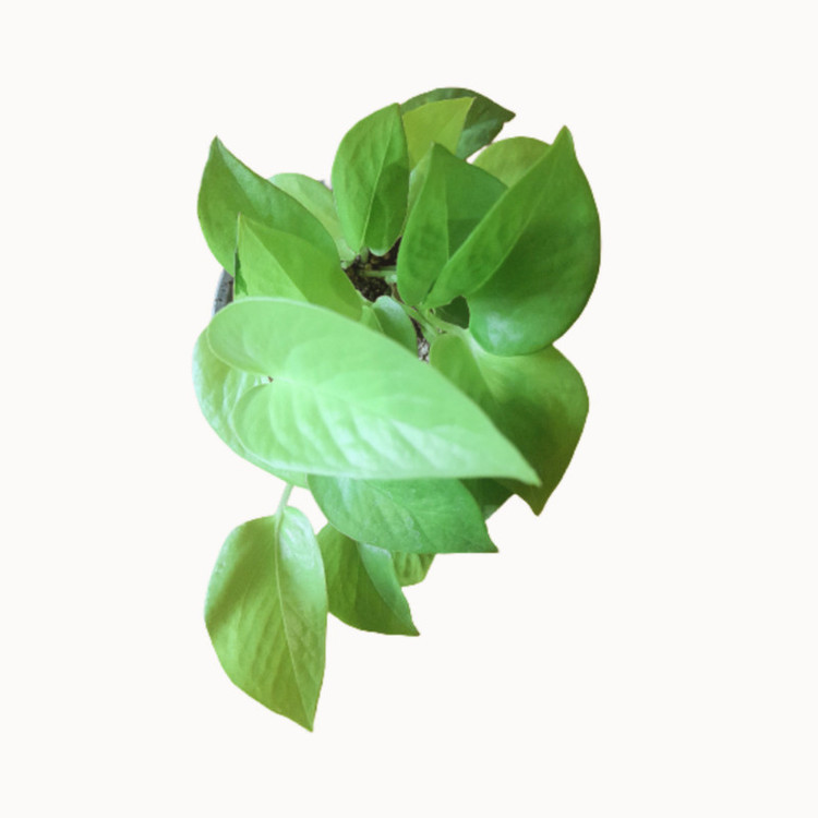 گیاه طبیعی پوتوس کد 40