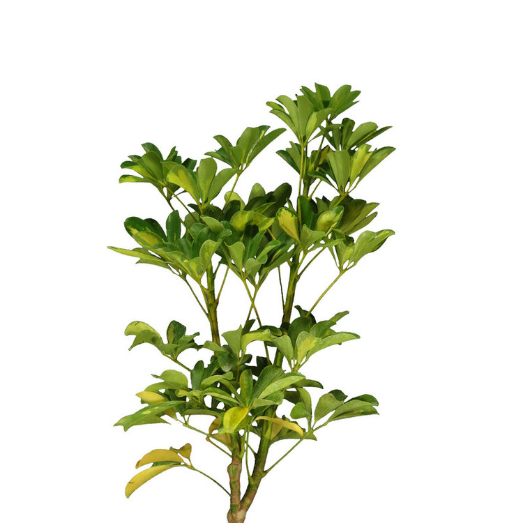 گیاه طبیعی شفلرا ابلغ کد As-19.1