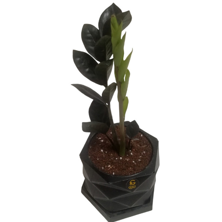 گیاه طبیعی زاموفیلیا سوپربلک کد MS-04G