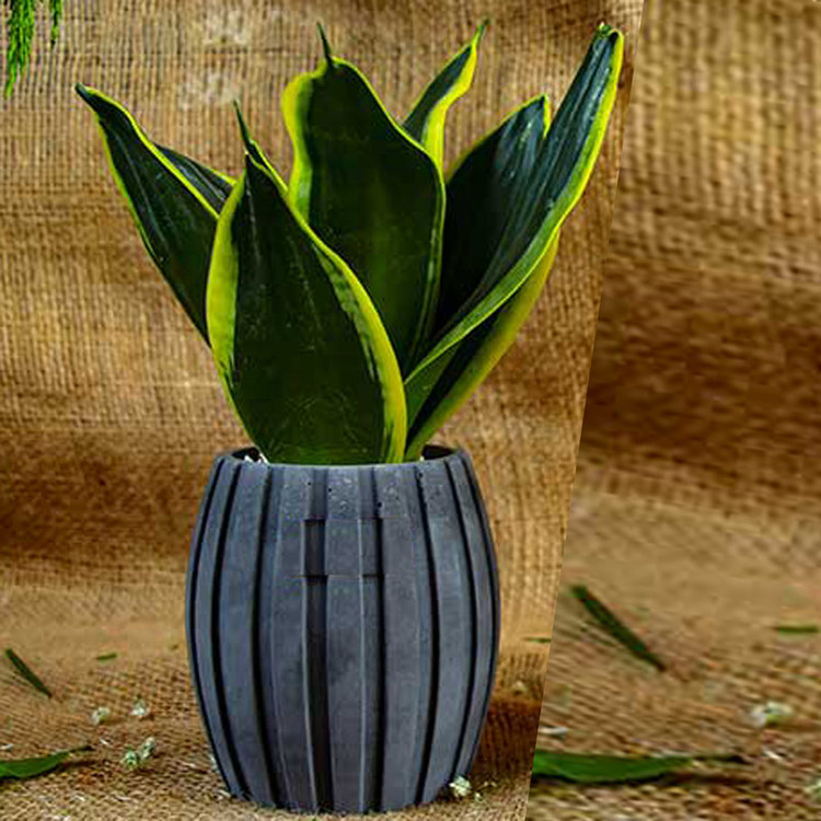 گیاه طبیعی سانسوریا بلک گلد مدل مطبق