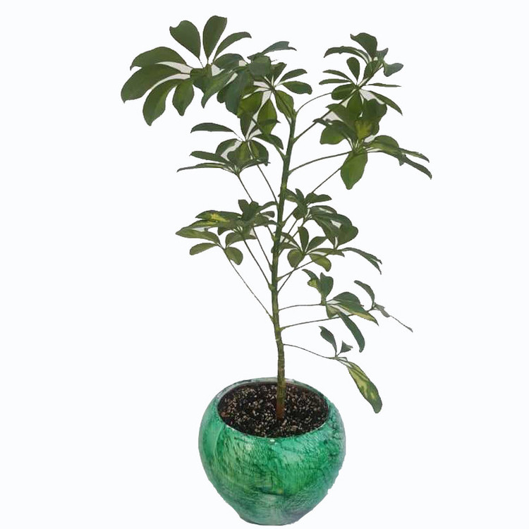 گیاه طبیعی شفلرا ابلق کد sh02