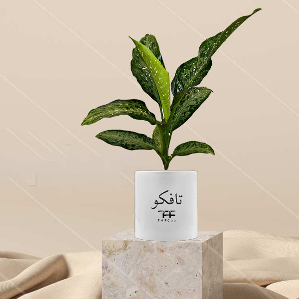 گیاه طبیعی دیفن باخیا تافکو مدل ماکولاتا کد 2x