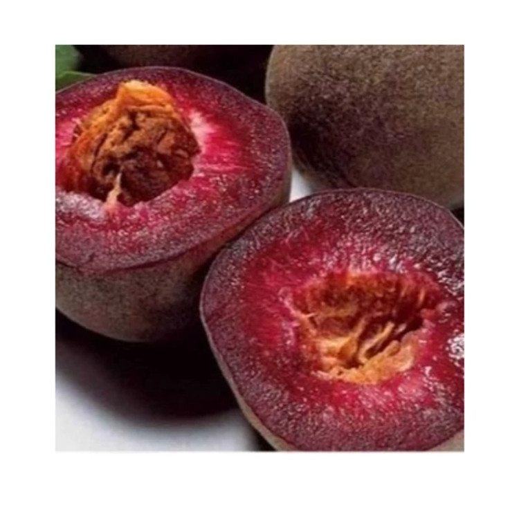 نهال هلو خونی دو ساله