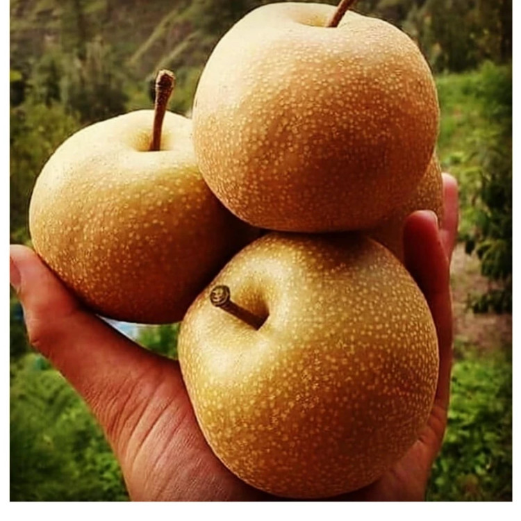 نهال گلابی پرتغالی