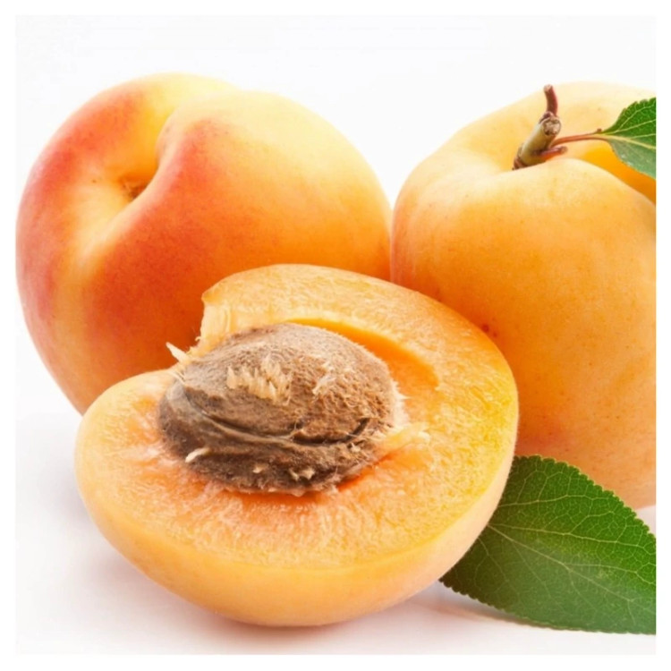 نهال زردآلو انبه ای
