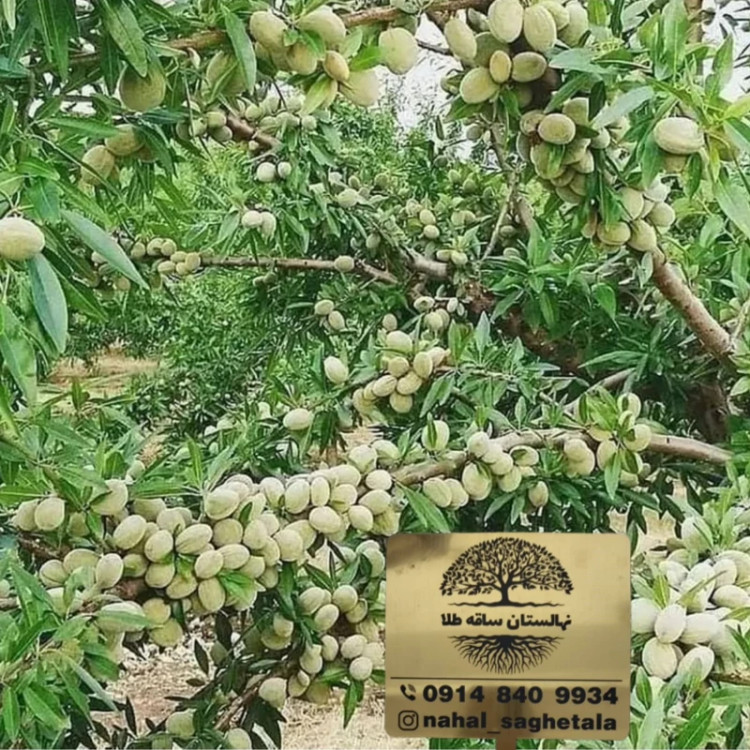 بادام دیرگل آذر.مقاوم به سرما و پر بار زود بازده(حداقل ارسال4عدد