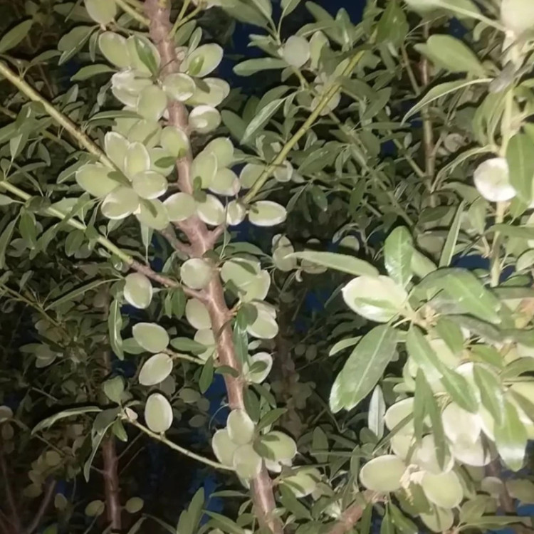 بادام دیرگل آذر.مقاوم به سرما و پر بار زود بازده(حداقل ارسال4عدد