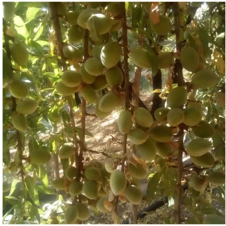 بادام دیرگل آذر.مقاوم به سرما و پر بار زود بازده(حداقل ارسال4عدد