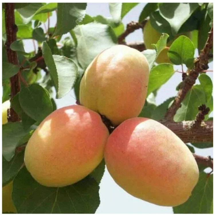 نهال زردآلو عسگری دو ساله