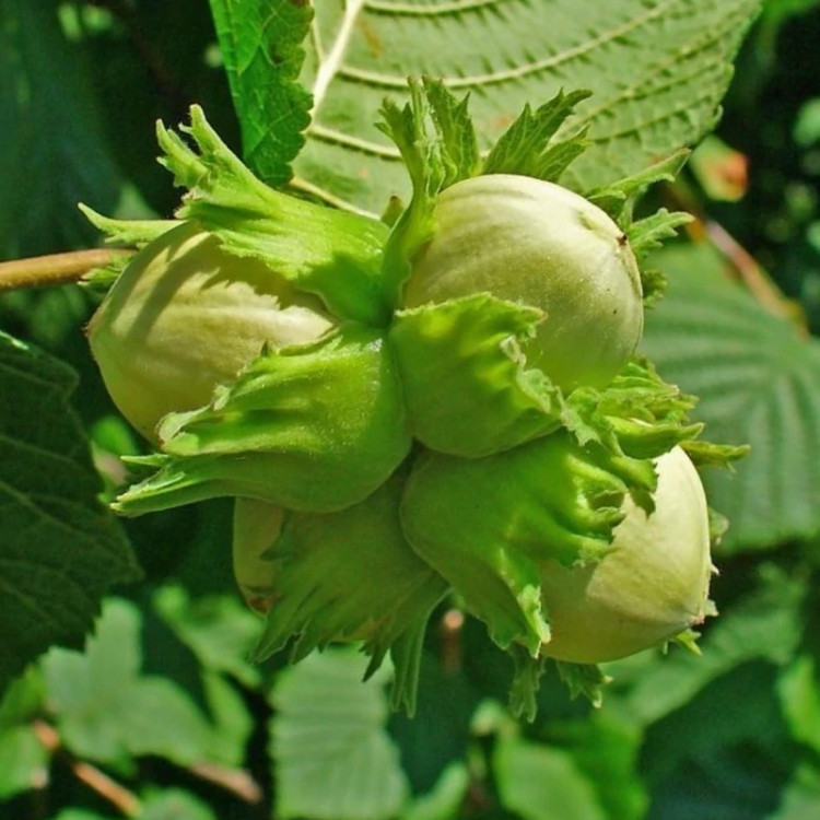 نهال فندق قزوینی (پس کرایه)
