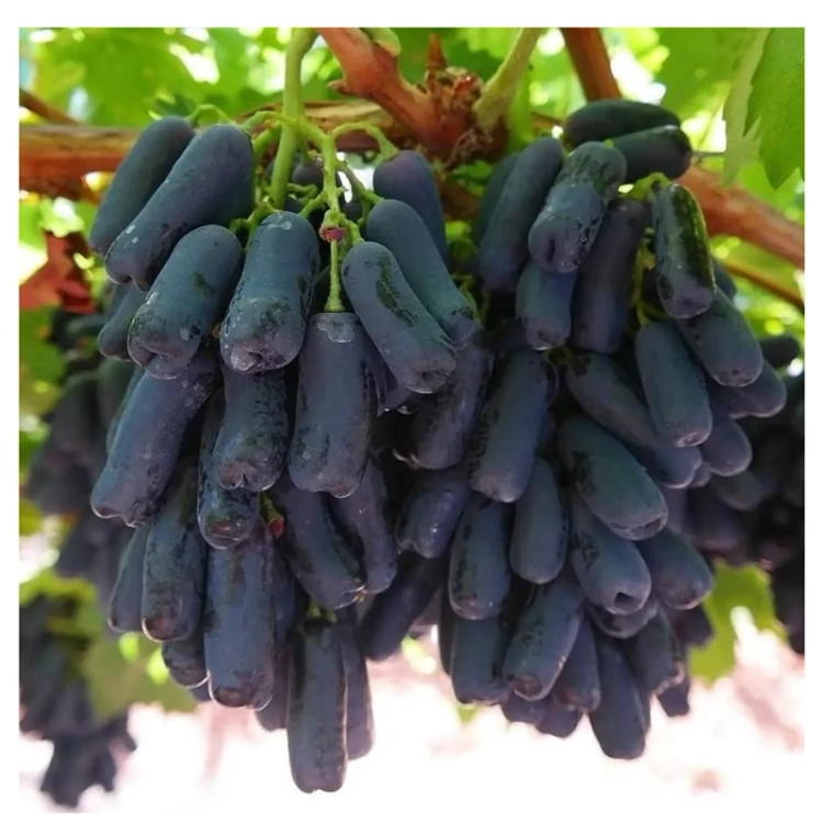 انگور بلک ویلیام