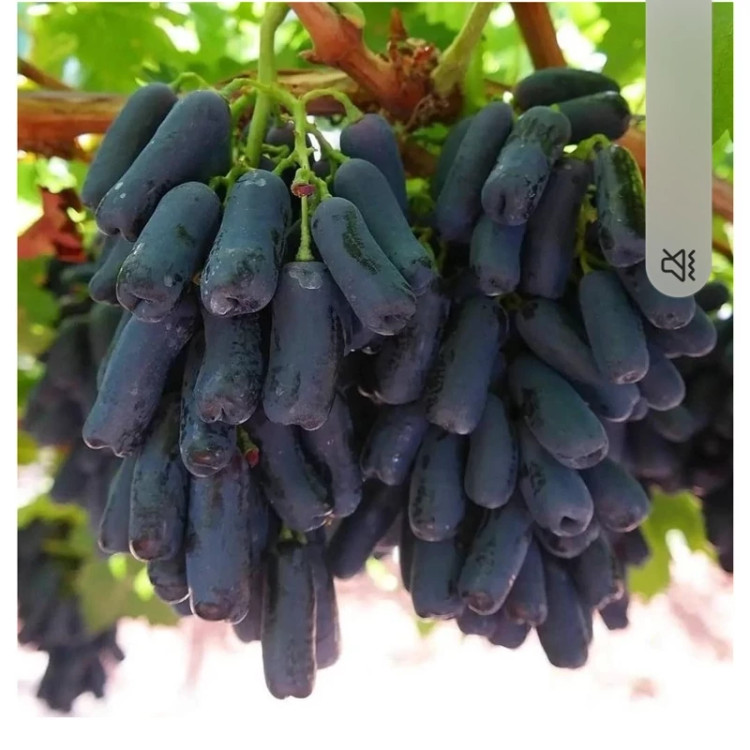 انگور بلک ویلیام