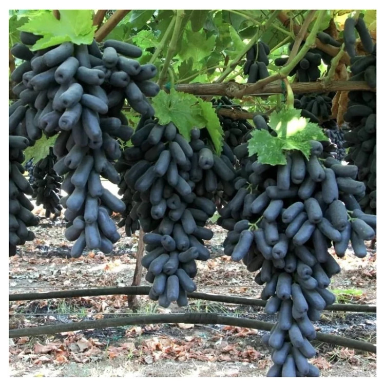 انگور بلک ویلیام